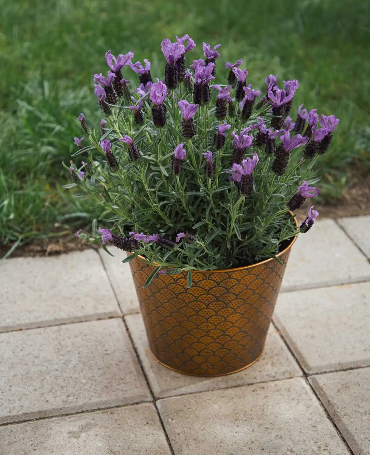 Blumentopf / Übertopf aus Blech, Kupferfarben mit Orient-Muster, Ø 23 x H 18.5 cm