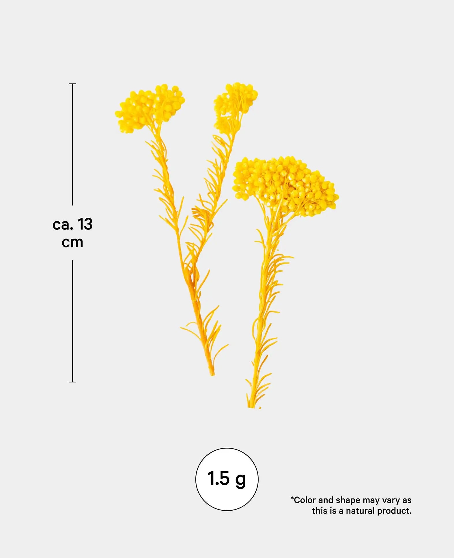 Immortelle séchée, jaune, 1,5 g