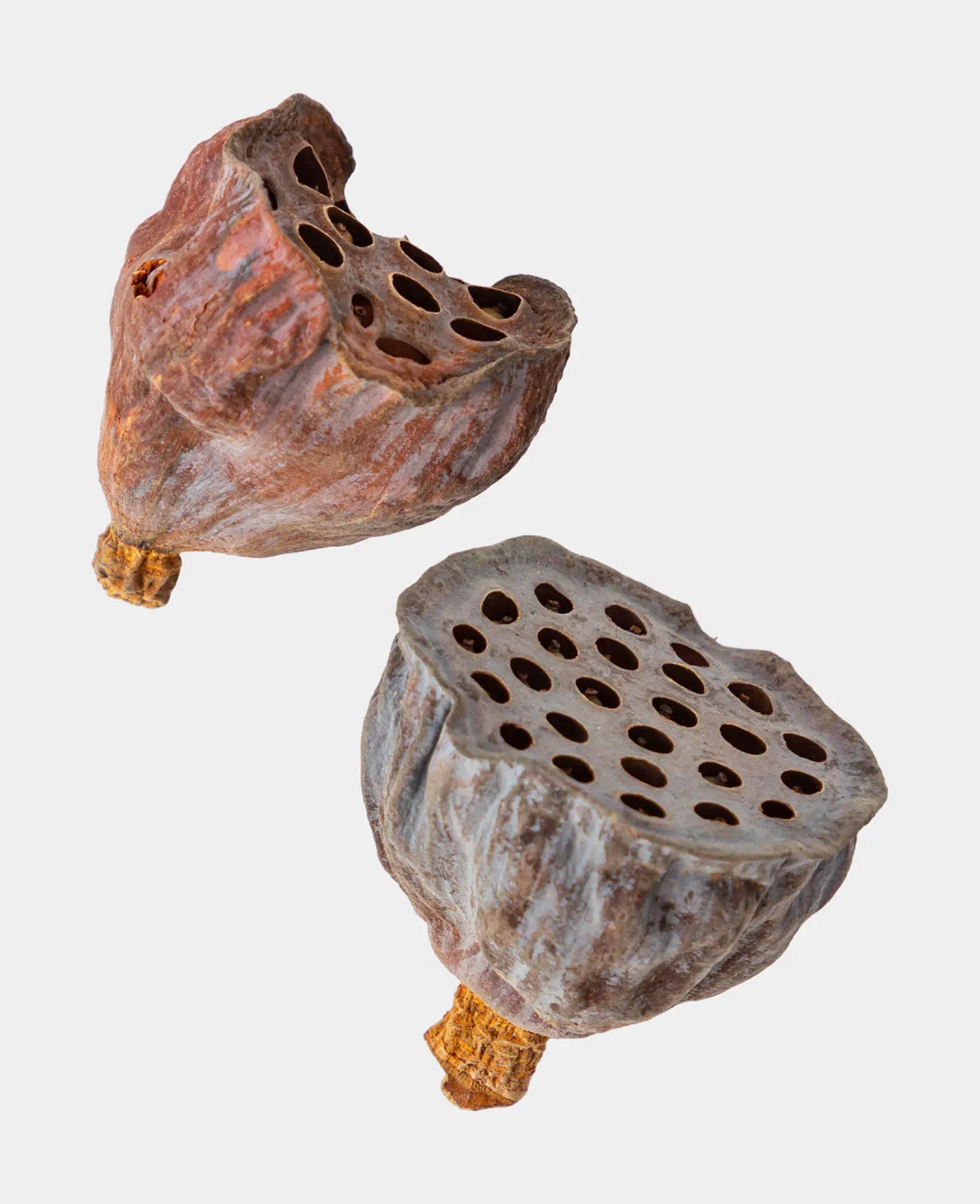 Getrocknete Lotosblumen, Natur Braun, 6 g