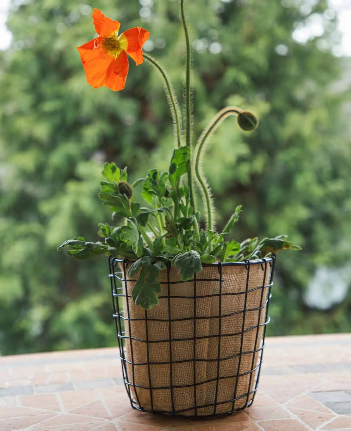 Metal basket with jute, 20x18cm