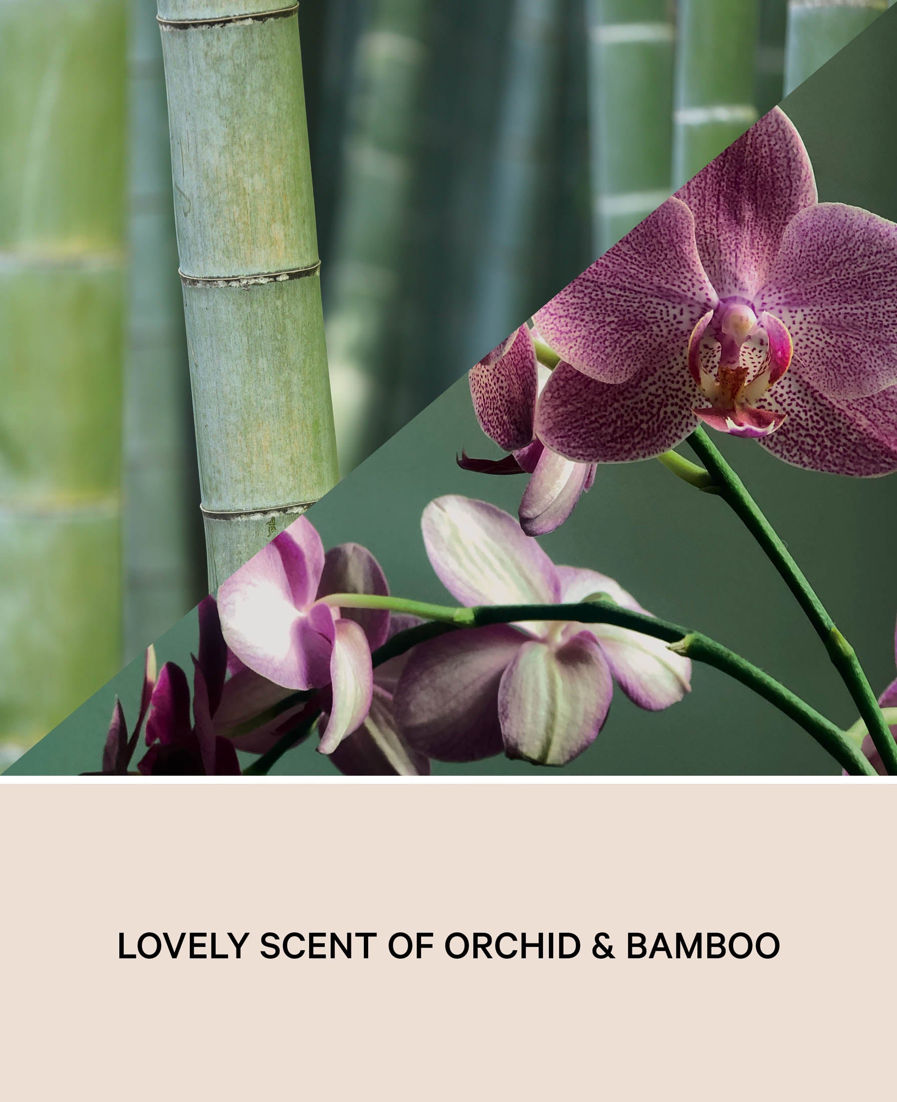 SoTrue Candle Ceramic, Orchid Bamboo