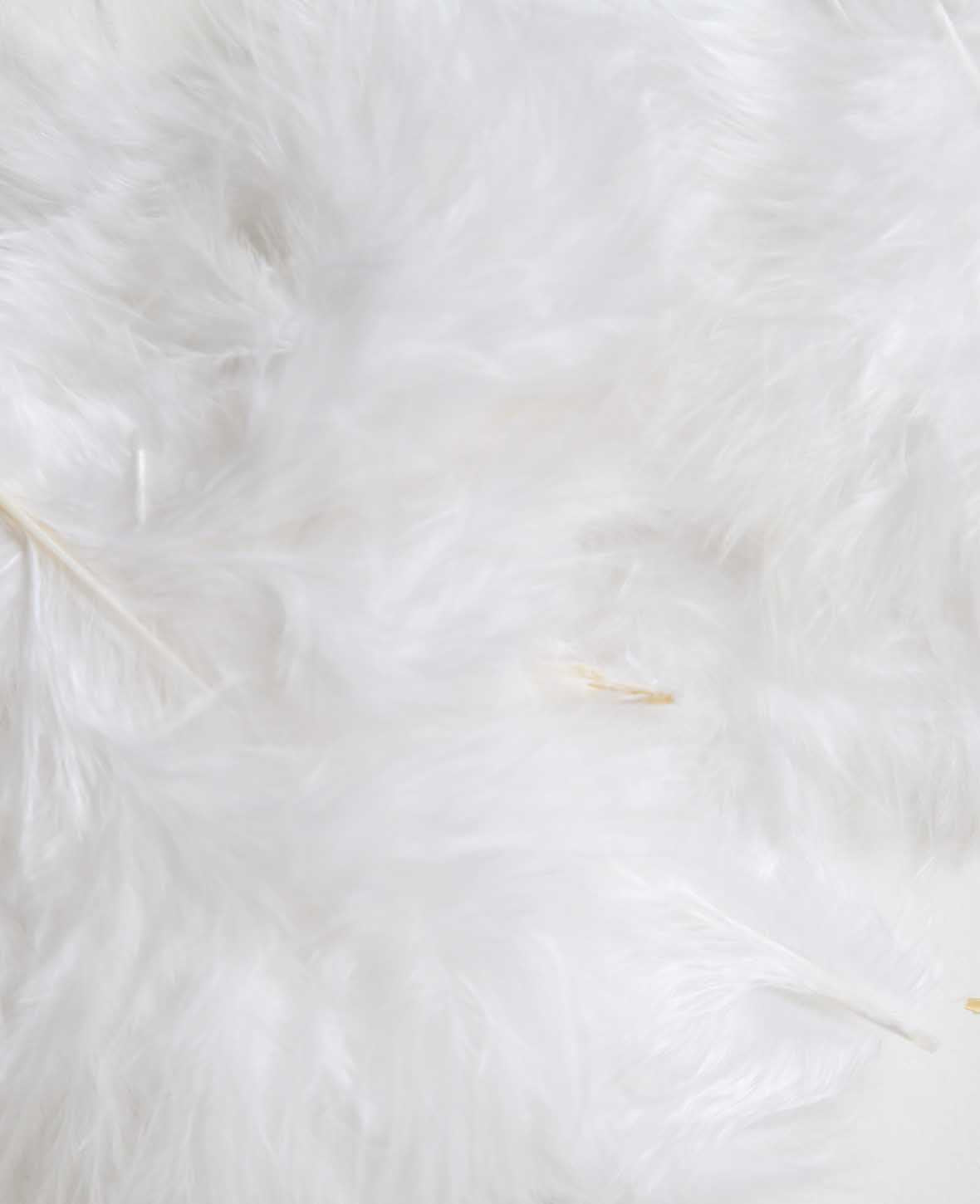 Decorative Feathers, White, 5 - 8 cm
