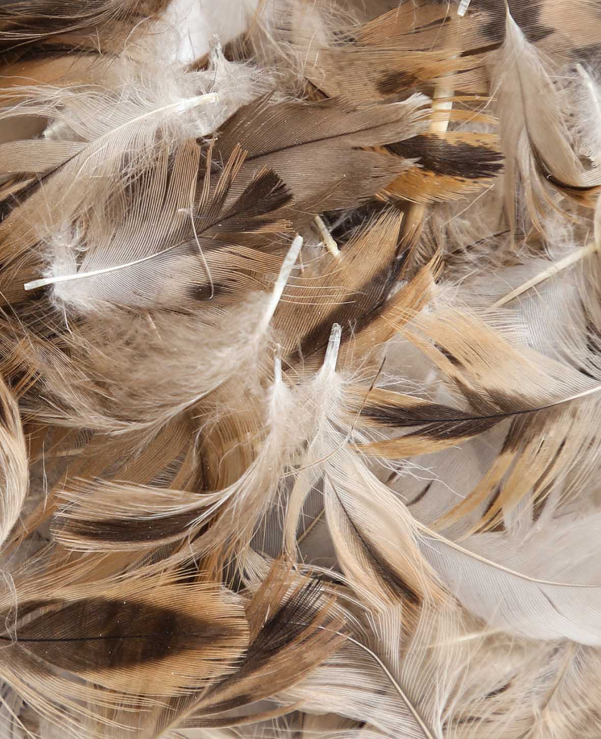 Decorative Feathers, natural tones, 5 - 8 cm