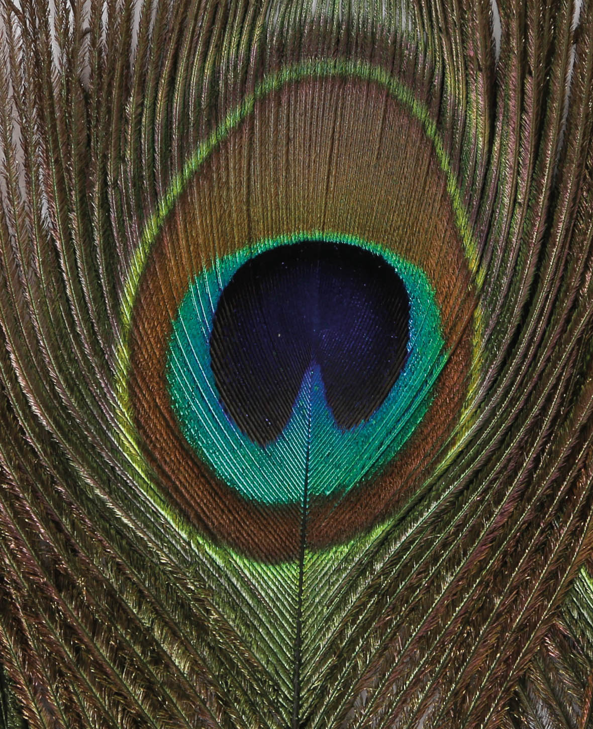 Peacock feathers 30 cm