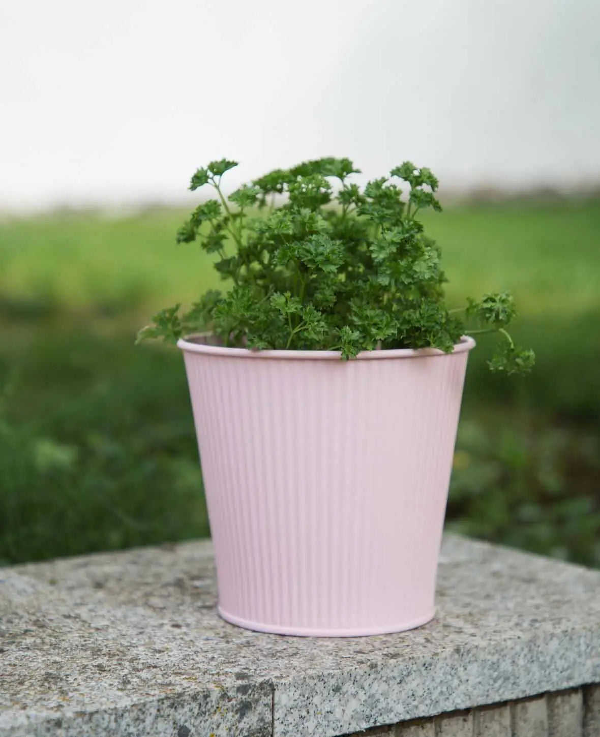 Pot de fleurs, rose, ø 16 x 15 cm