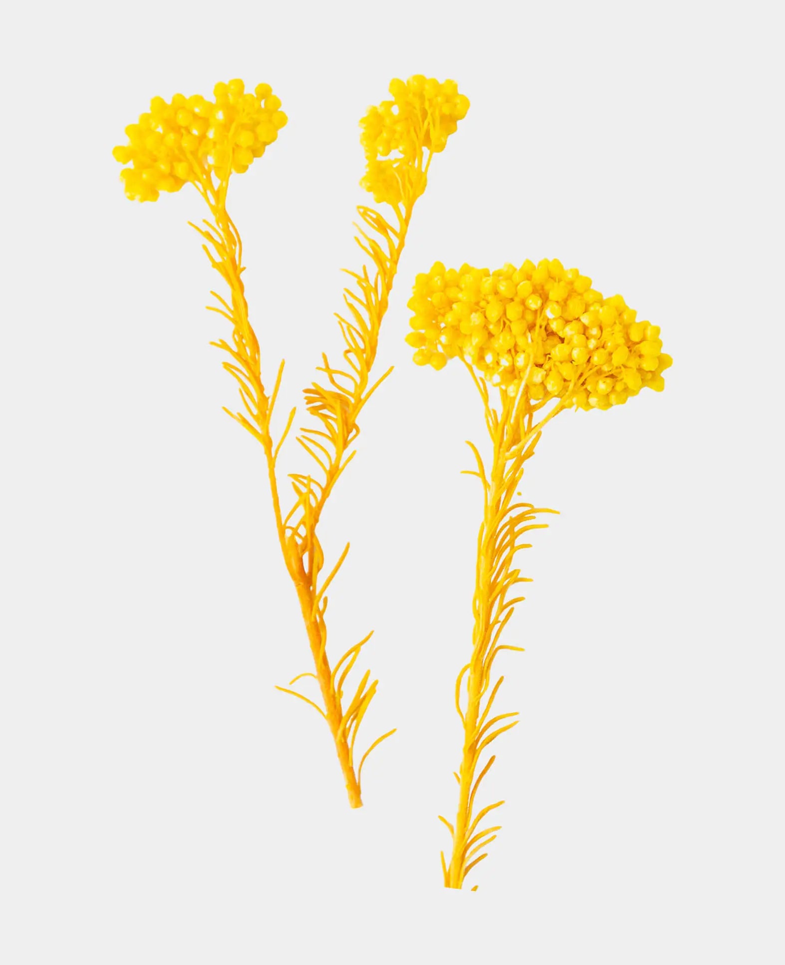 Strohblume getrocknet, Gelb, 1.5 g