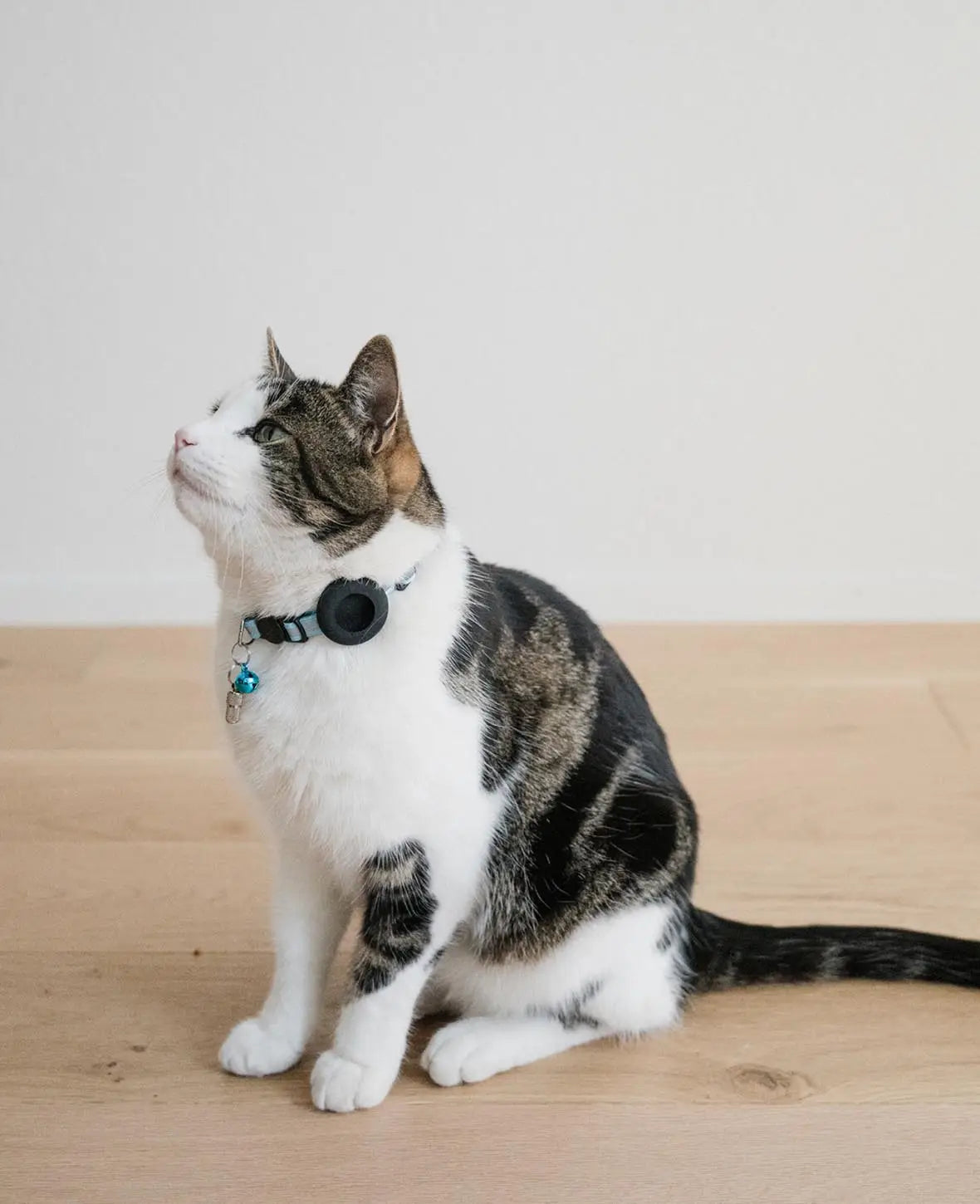Katzen Halsband mit Apple AirTag Silikon Halterung, Adressanhänger, Blau