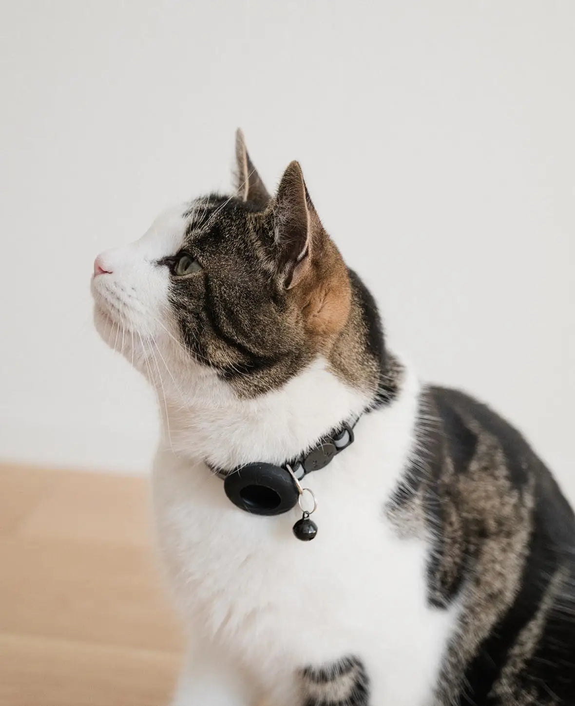Katzen Halsband mit Apple AirTag Silikon Halterung, Reflektor, Schwarz